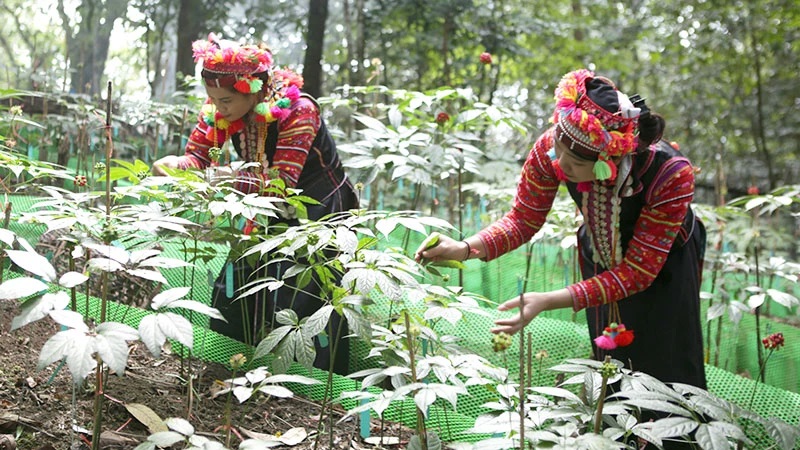 Mở hành lang pháp lý cho phát triển dược liệu dưới tán rừng
